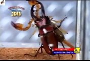 Scorpion vs Stag Beetle (Lucanus cervus)