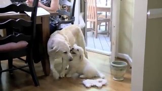 Golden Retriever Puppy- Abby