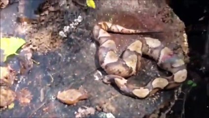 frog poisonous kills python by biting must see