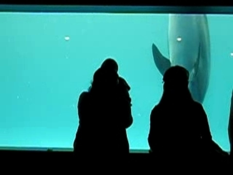 shinagawa aquarium dauphin