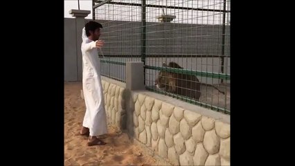 Un gars cherche un lion en cage mais une fois la bête libérée il ne fait plus le malin!