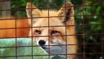 Rocky the Red Fox at the Octagon Wildlife Sanctuary