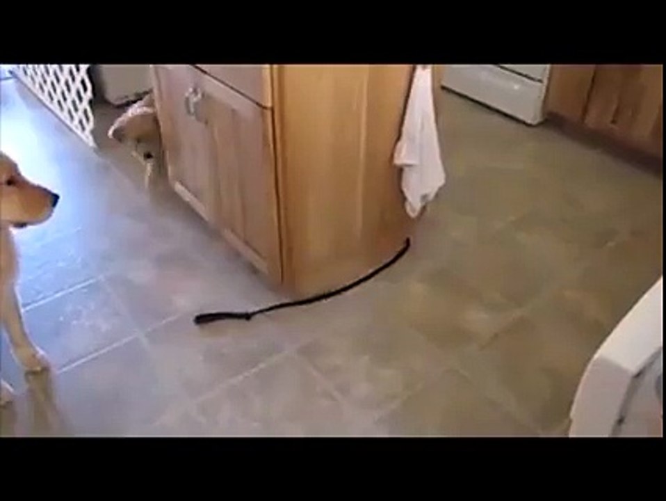 Cool dog