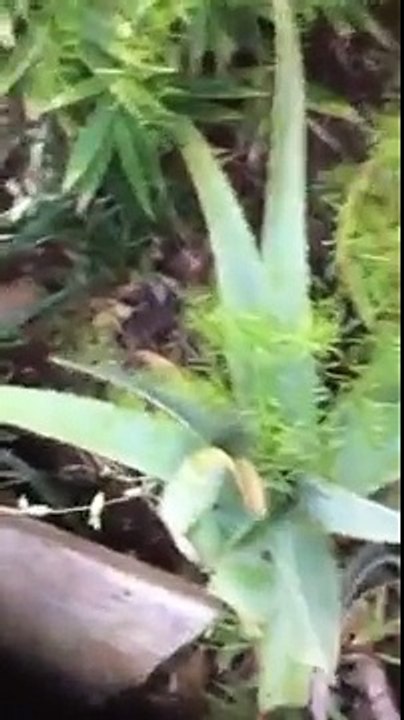 Turtle Town Inc update
