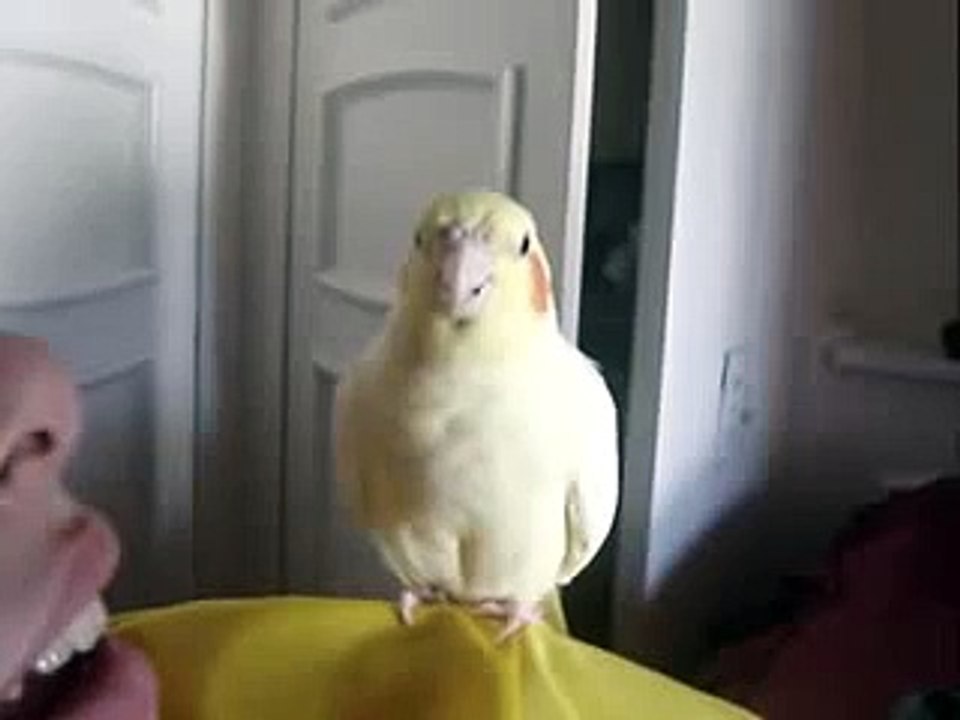 Calopsita Nina conversando