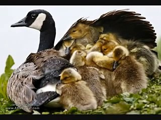 موسيقى شرقية جامدة - الف ليلة وليلة