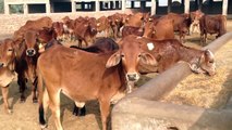 Cow farm in Pakistan (Syed Abbas Ali Shah Farms)