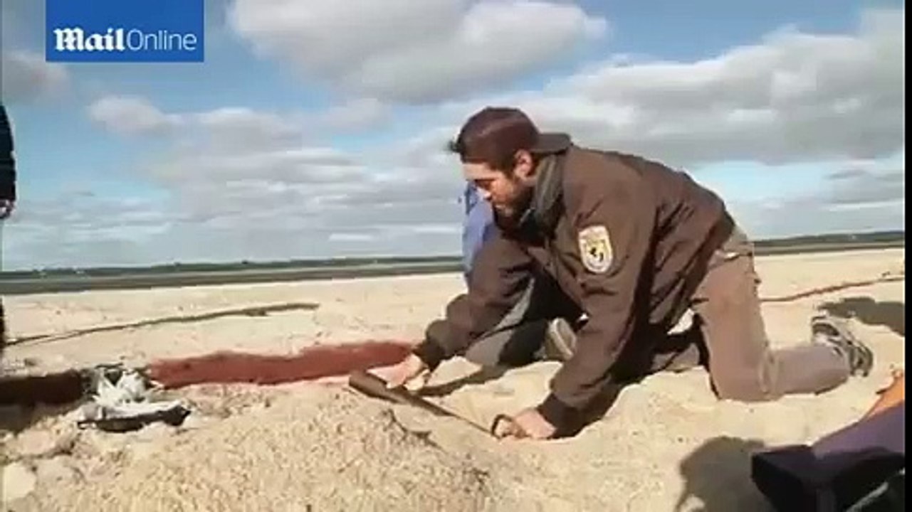 Scientists use CANNON net to trap tiny birds for study