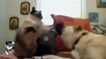 Katzen vs Hunde !