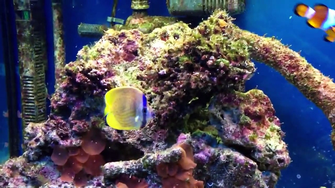Marine aquarium update 6 kleins butterfly
