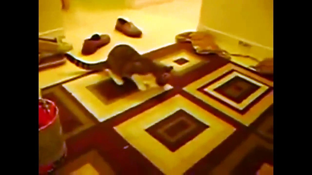 Cats Jump Fail Compilation   Leaping Cats