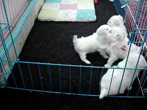 Cute Maltese Puppies Playing