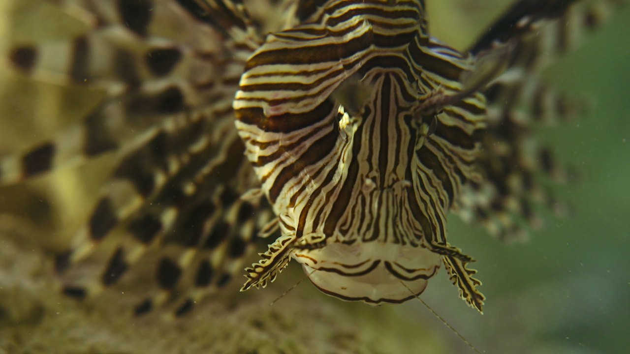 Invasion of the Lionfish - Part 1 - The Invaders