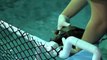 Rescuing cold-stunned sea turtles at the New England Aquarium