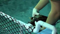 Rescuing cold-stunned sea turtles at the New England Aquarium
