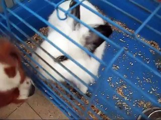 Three Mad Dachshunds and a Cavalier