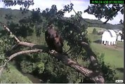 Decorah four eagles fly to nest