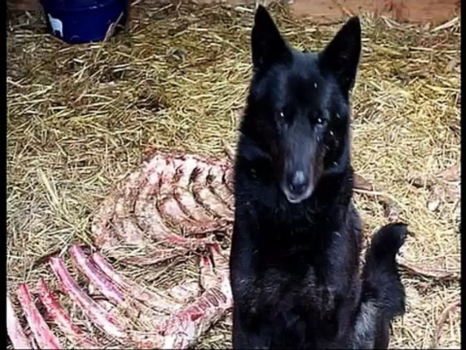 aktion tier: Ursula Bauer bei "zibb-Sommernacht", TV-Mitschnitt rbb