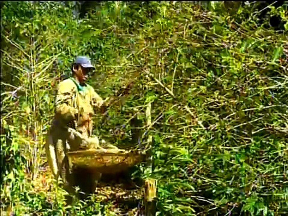 "CAFÉ DE MERDA"(GLOBO RURAL)21/09/2008.PARTE-01