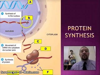 Protein Synthesis