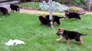 German Shepherd Puppies for Sale