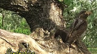 Il nido del Torcicollo (Jynx torquilla)