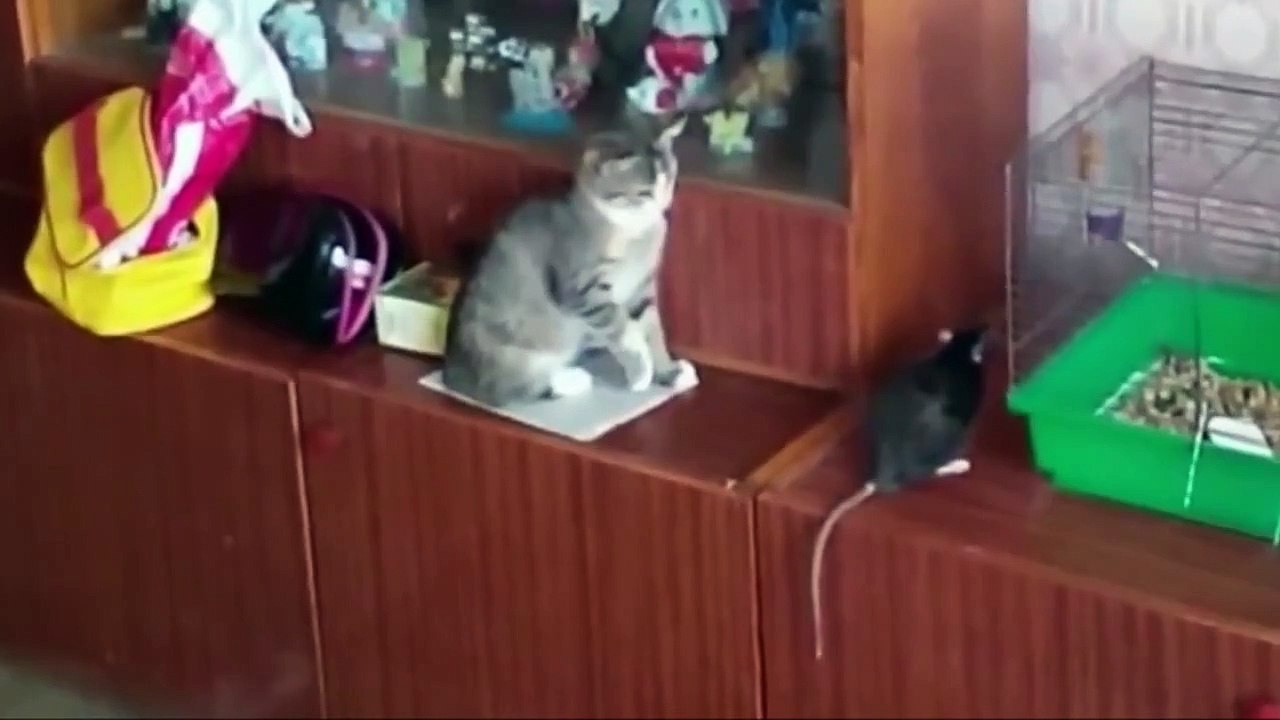 Смешные Кошки 2015! (#4) Веселая Видео Подборка! Смешные Животные 2015/