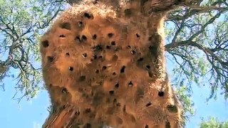 African pygmy-falcon at sociable weaver nest