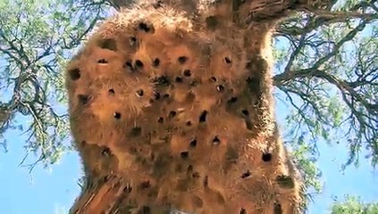 African pygmy-falcon at sociable weaver nest