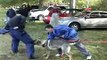 Demon -German Shepard male -Personal protection dog training