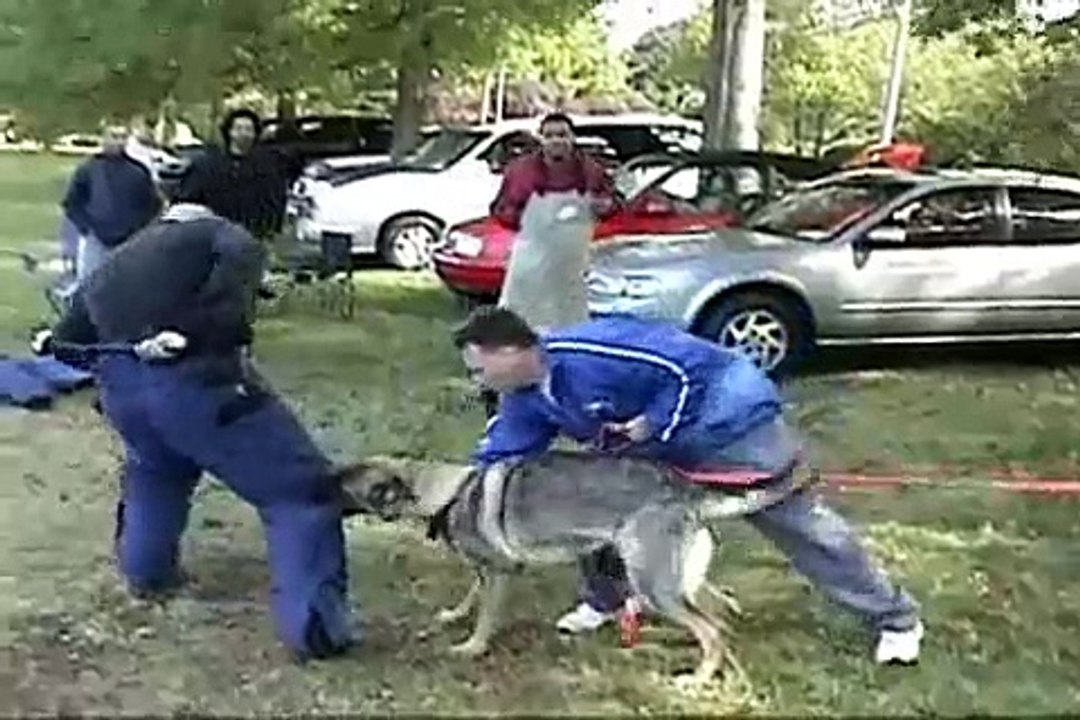 Demon -German Shepard male -Personal protection dog training