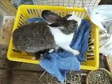 Mother Rabbit feeding babies :D