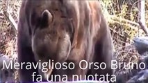 Meraviglioso Orso Bruno Fa Una Nuotata