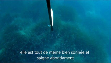 chasse sous marine OMBRINE 9kg 14 06 13