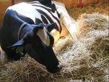 Milk Comes From Grieving Mothers - Truth About Organic Dairy
