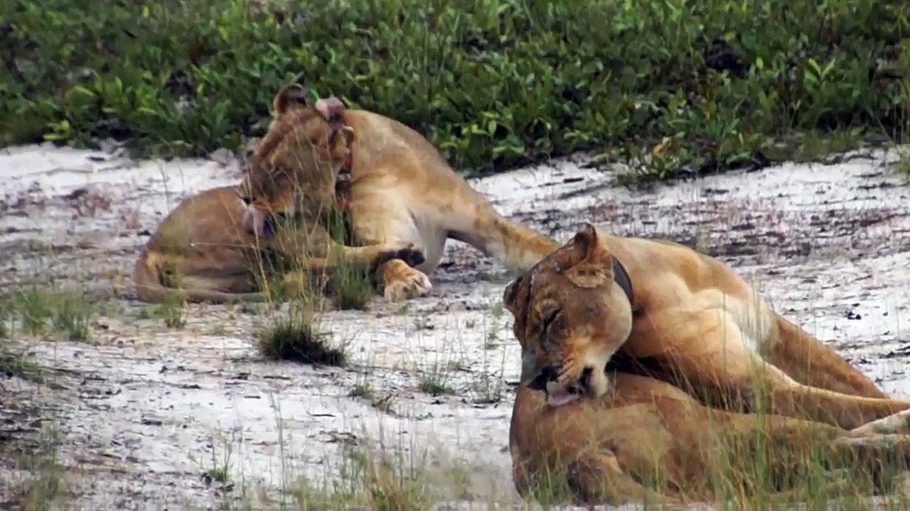 Lady Liuwa and young lioness, Liuwa Plain National Park, Zambia, November 27, 2012.