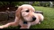 Golden retriever - Razas de perro - Petclic, pasión por los animales