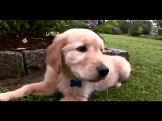 Golden retriever - Razas de perro - Petclic, pasión por los animales