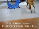 AGILITY GIROS en el Clicker gym del Club Deportivo Canino de la UCM