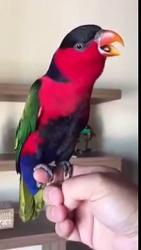 Попугай пародирует телефонный звонок