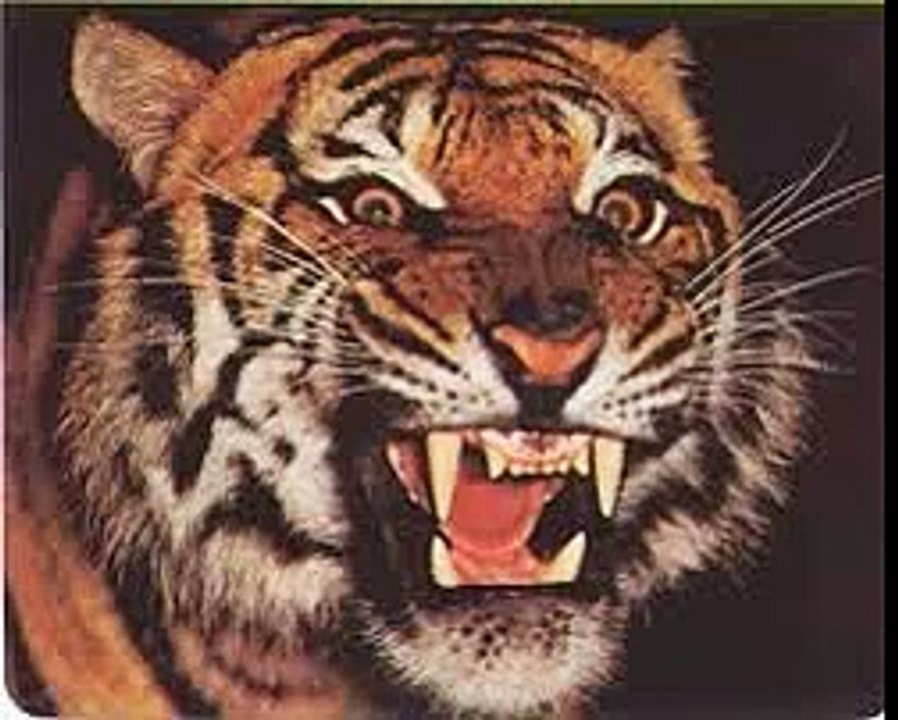 Tiger Roar