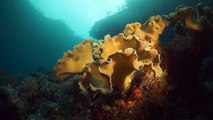 Marine conservation through Eco-tourism and Scuba Diving