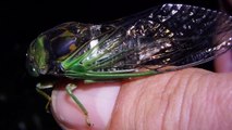 Dogday Harvestfly - A type of cicada. THESE ARE NOT LOCUSTS!!