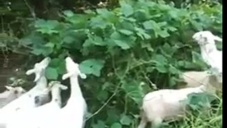Sheep and goats eating Kudzu in Atlanta, Georgia