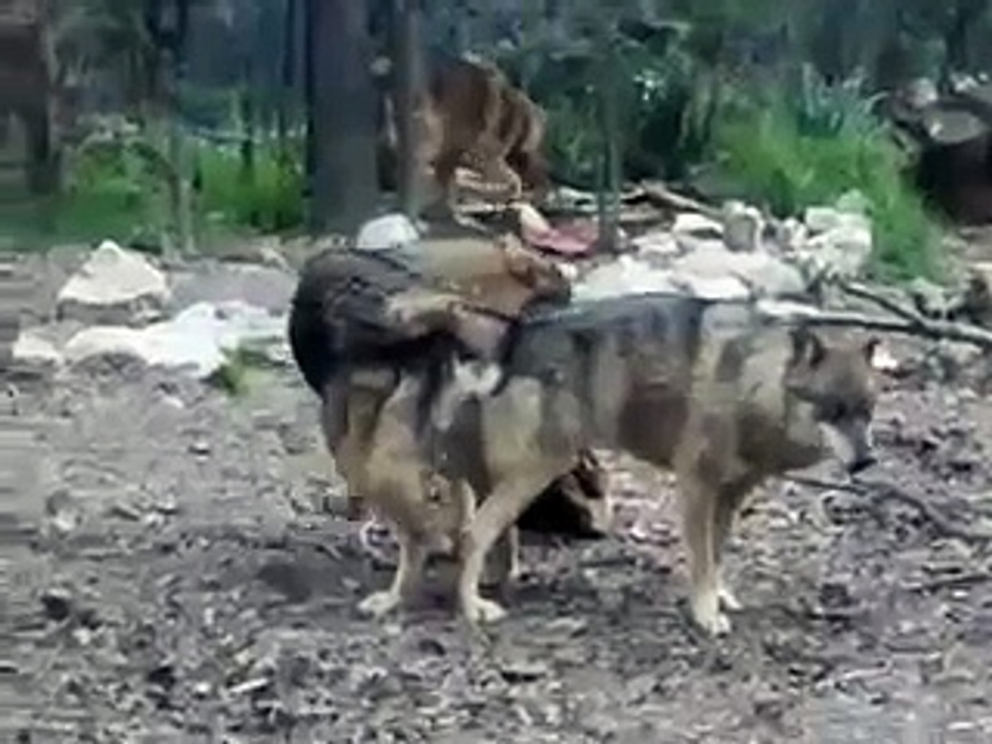 Wolves wolf funny Dog funny humping dog knot mov crazy animals - video  Dailymotion