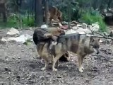 Wolves wolf funny   Dog funny humping dog knot mov  crazy animals