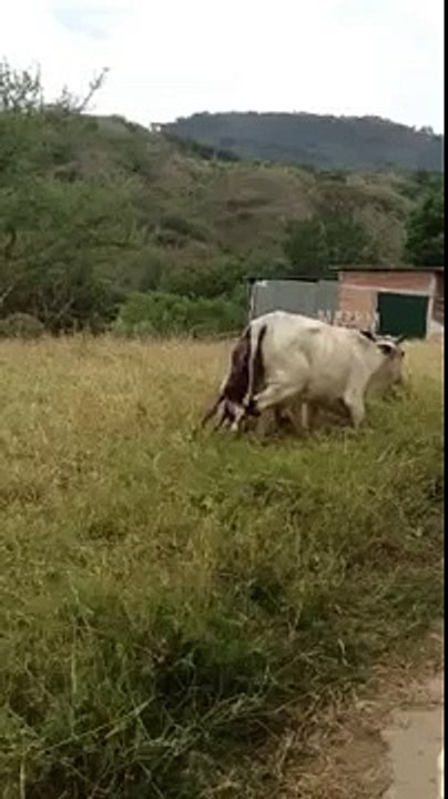 An animal gives birth to a new born calf!!! UNBELIEVABLE! (Explicit)