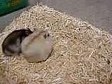 My hamster - copulation （ハムスター 交尾）