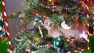Merry Christmas, Funny Cats Style! Happy New Year, Too!
