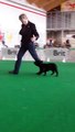 Yo-Lo Cache Aglaos - first excercise in the show ring - 6 months aged